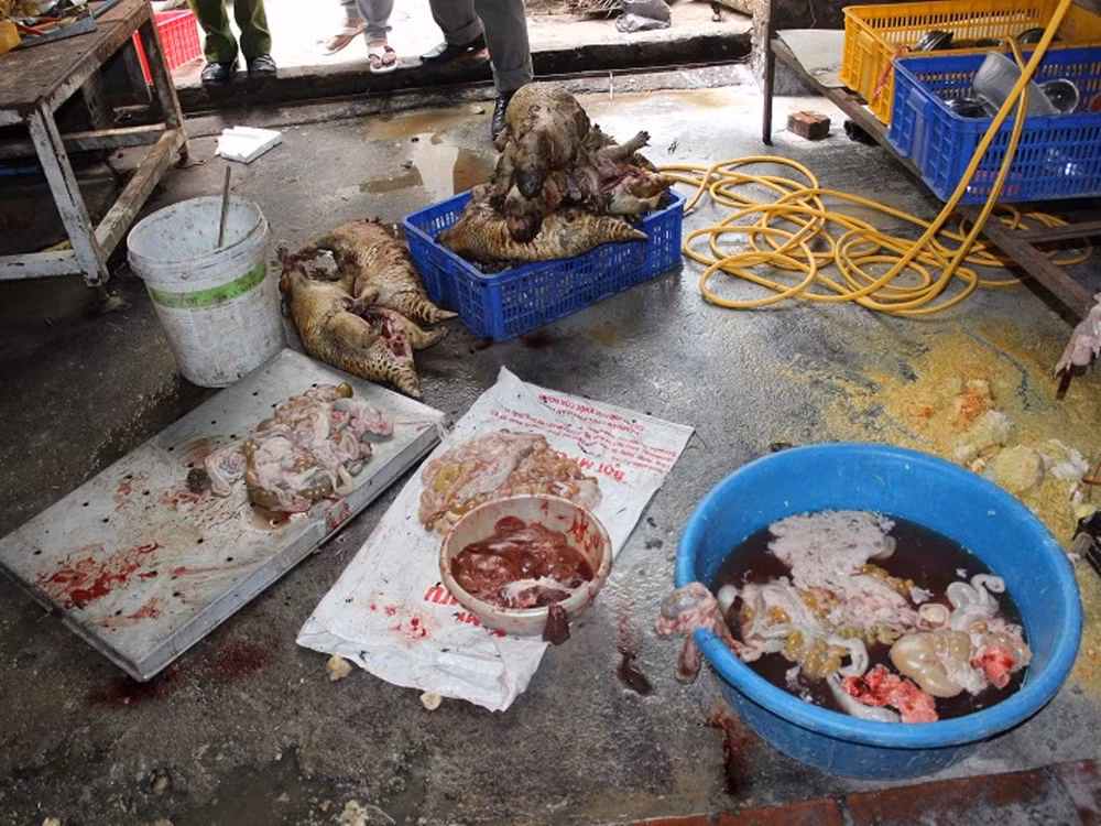 Hà Nội: Phát hiện lò mổ động vật hoang dã giữa lòng thủ đô ảnh 1
