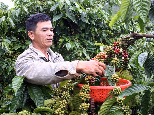 Việt Nam xếp thứ 6 về thương hiệu càphê được ưa thích tại Mỹ ảnh 1