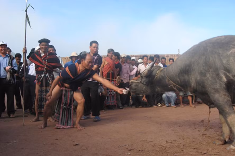 Đồng bào Cơ Tu bỏ tục đâm trâu trong ngày Tết Nguyên đán ảnh 1