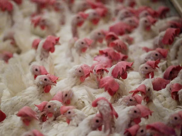 Bùng phát dịch cúm gia cầm H5N8 trong một nông trại ở Ba Lan ảnh 1