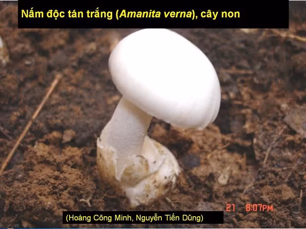 Bộ Y tế: Tăng cường phòng chống ngộ độc vì sử dụng nấm độc, cây rừng ảnh 1