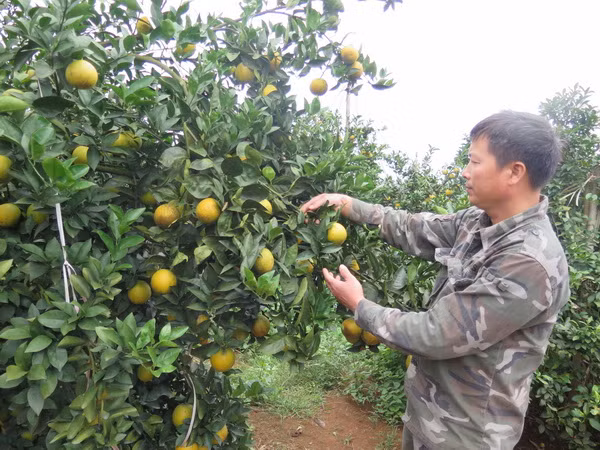Khai mạc Lễ hội cam Cao Phong lần thứ hai tại tỉnh Hòa Bình ảnh 1