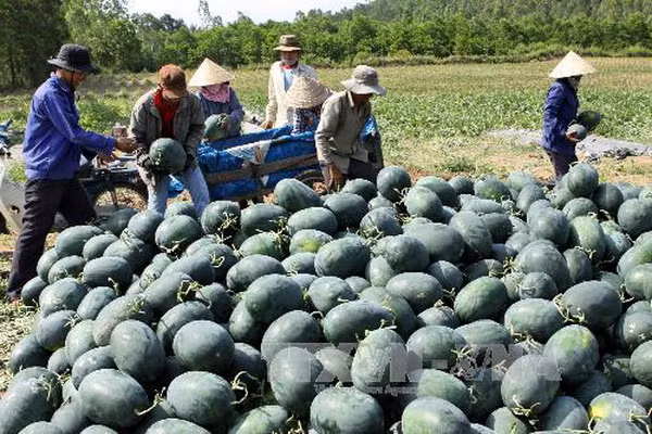 Thời tiết bất thường khiến sản lượng dưa hấu Cà Mau giảm ảnh 1