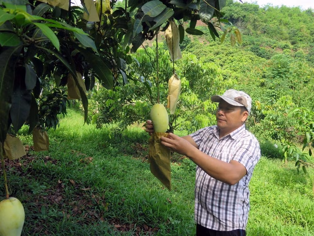 Lô xoài đầu tiên của tỉnh Sơn La được xuất sang thị trường Anh ảnh 1