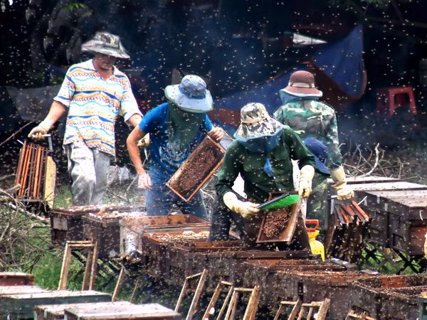 Hà Giang không chấp nhận việc mang ong ngoại vào địa bàn ảnh 1
