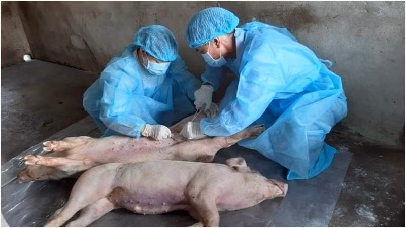 Phú Yên: Một xã miền núi xuất hiện ổ dịch tả lợn châu Phi đầu tiên ảnh 1
