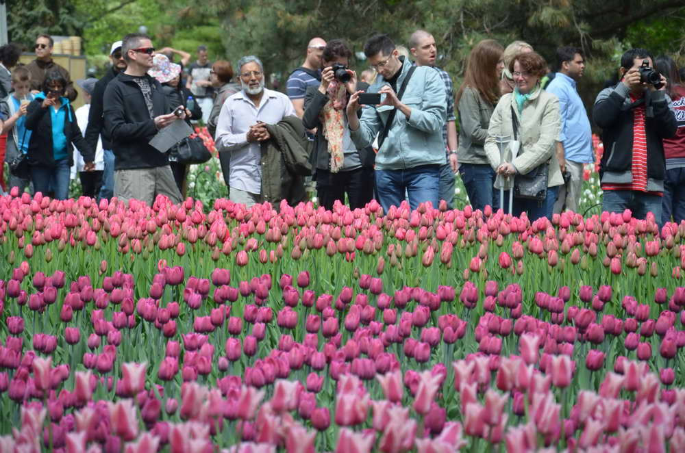 Photo] Lễ hội hoa Tulip Ottawa làm say lòng du khách | Vietnam+ (VietnamPlus)
