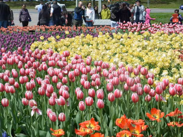 Thủ đô Ottawa rực rỡ trong lễ hội hoa tulip lớn nhất thế giới ảnh 1