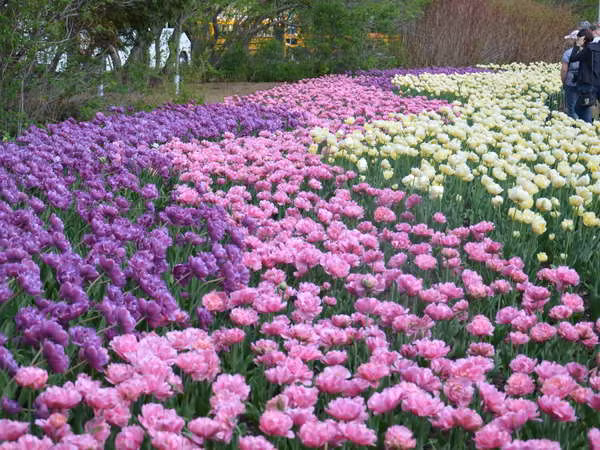 Thủ đô Ottawa rực rỡ trong lễ hội hoa tulip lớn nhất thế giới ảnh 2
