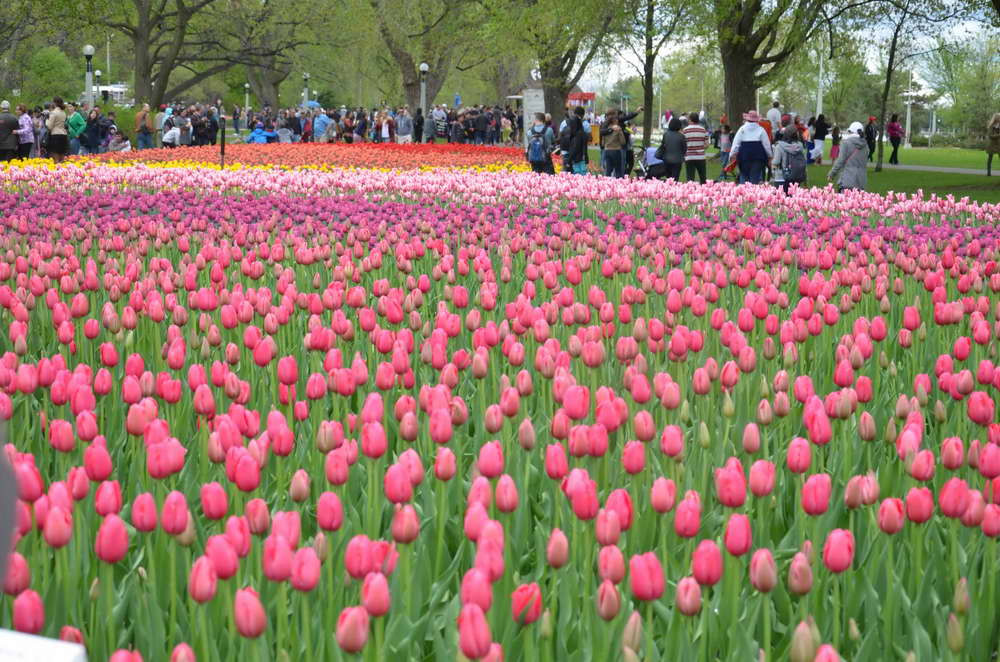 Photo] Lễ hội hoa Tulip Ottawa làm say lòng du khách | Vietnam+ (VietnamPlus)