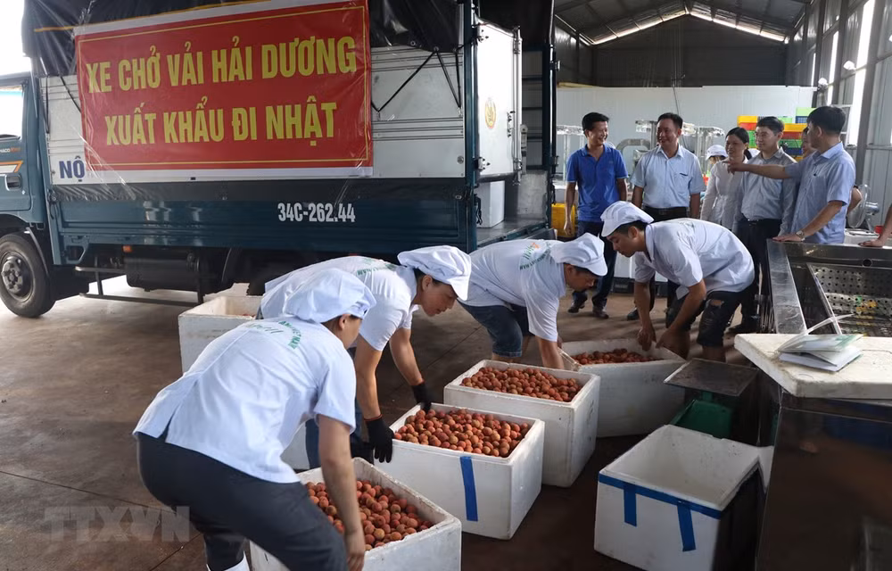 Hải Dương chú trọng nâng cao chất lượng quả vải xuất khẩu ảnh 2