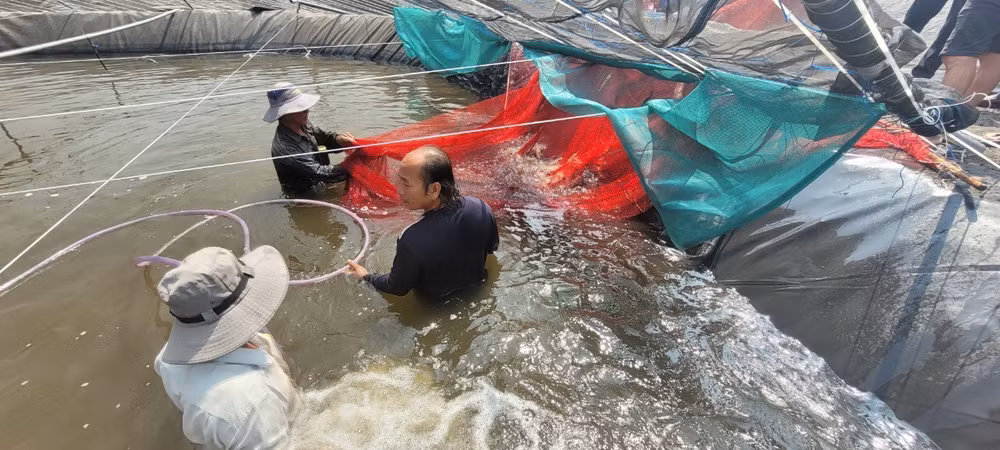 BR-VT phát triển các vùng sản xuất nông nghiệp ứng dụng công nghệ cao ảnh 2