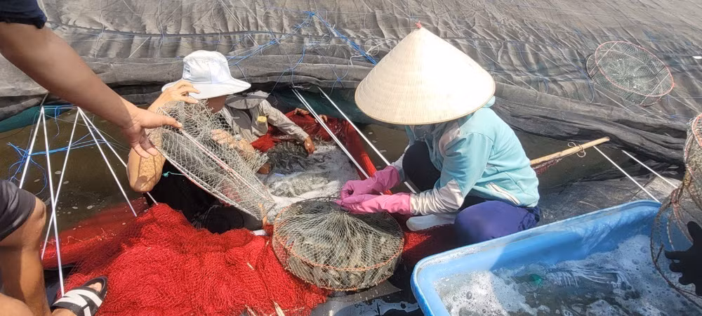 BR-VT phát triển các vùng sản xuất nông nghiệp ứng dụng công nghệ cao ảnh 1