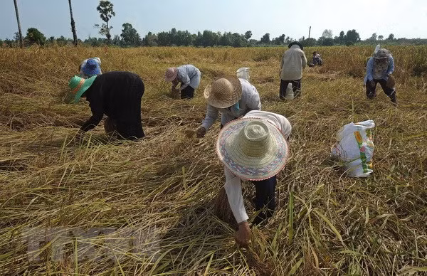 Thị trường nông sản tuần qua: Giá lúa gạo, càphê đều tăng ảnh 2