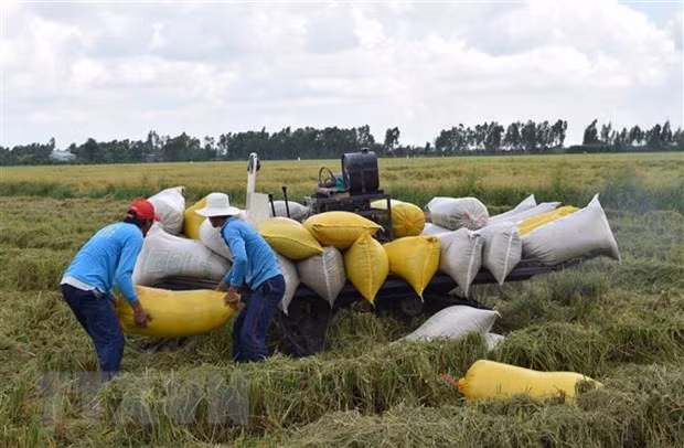 Thị trường nông sản tuần qua: Giá lúa gạo, càphê đều tăng ảnh 1