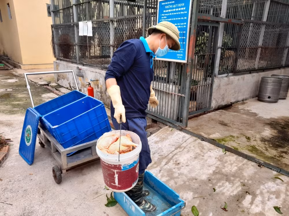 Chuyện về những người cứu hộ động vật đón Tết cùng ‘chúa sơn lâm’ ảnh 1