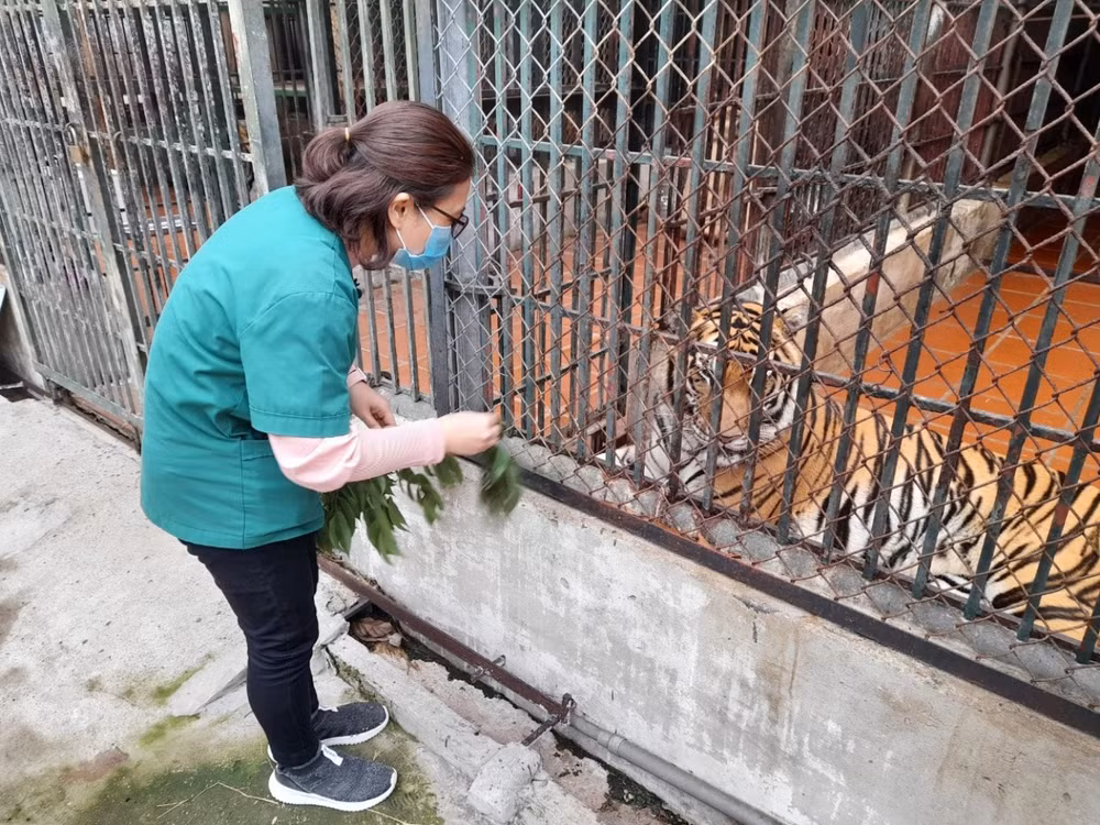 Chuyện về những người cứu hộ động vật đón Tết cùng ‘chúa sơn lâm’ ảnh 4