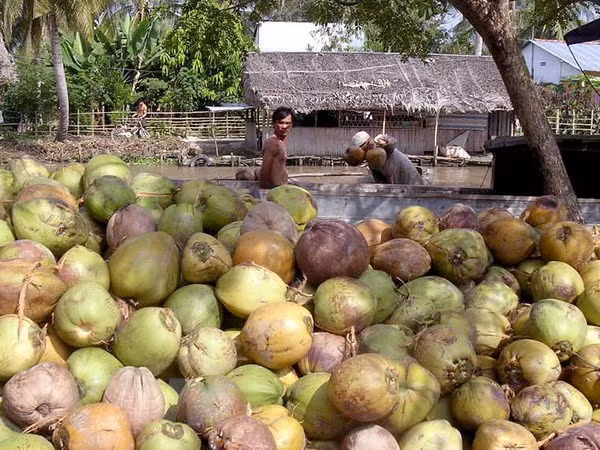 Bến Tre: Giá dừa thấp trong mùa nghịch vụ, nhà vườn lao đao ảnh 1