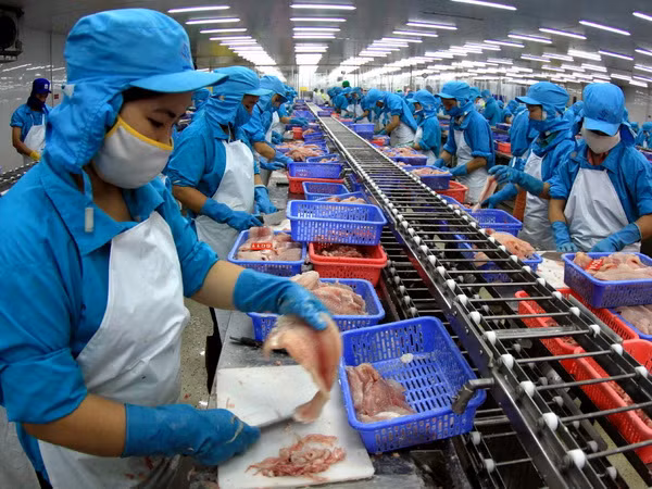 Việt Nam sẽ trở thành nước sản xuất cá tra bền vững ảnh 1
