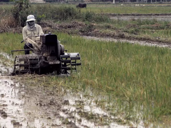 Việt Nam giành giải thưởng của IAEA về đột biến tạo giống lúa ảnh 1