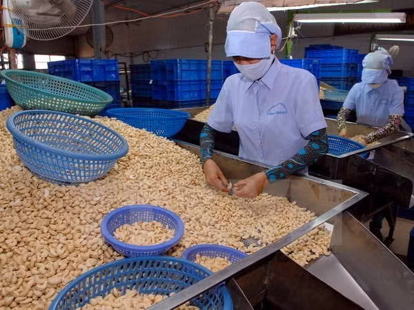 Vụ 100 container hạt điều: Cùng vào cuộc hỗ trợ doanh nghiệp ảnh 1
