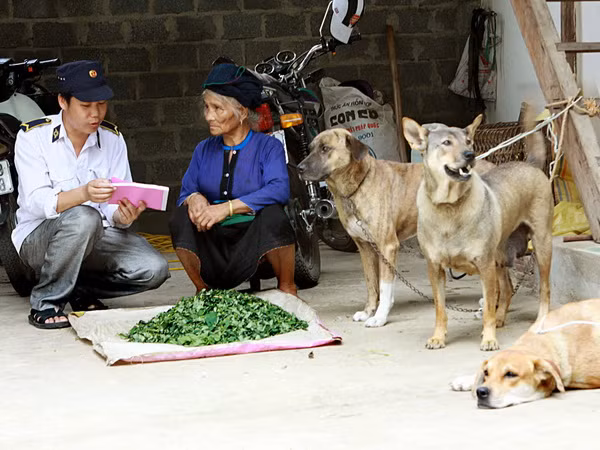 Hơn 20 người bị chó nghi dại cắn trong một tháng ở Lào Cai ảnh 1