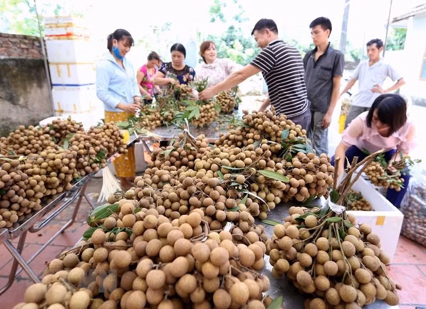 'Điểm danh' các loại trái cây Việt Nam đã được xuất ngoại ảnh 1
