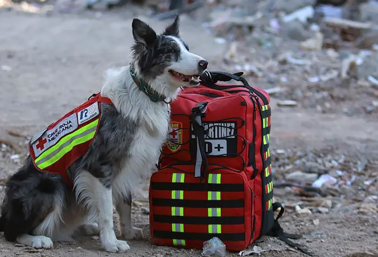 ChĂł nghiá»p vỄ, vĆ© khĂ Äáș·c biá»t trong cuá»c tĂŹm kiáșżm náșĄn nhĂąn Äá»ng Äáș„t | Vietnam+ (VietnamPlus)
