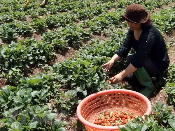 Nhu cầu mặt hàng đặc sản Đà Lạt tăng cao do nguồn cung khan hiếm ảnh 1