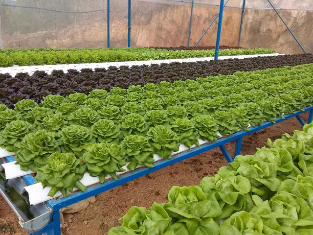 Chuyển hóa giấc mơ nông sản sạch cho người tiêu dùng Việt ảnh 1
