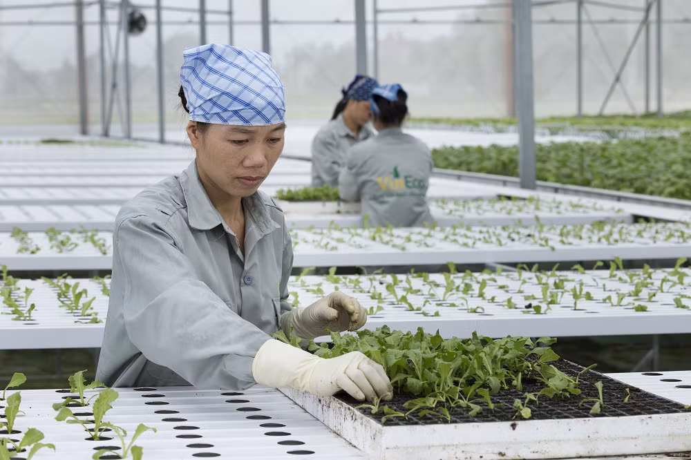 Chuyển hóa giấc mơ nông sản sạch cho người tiêu dùng Việt ảnh 2