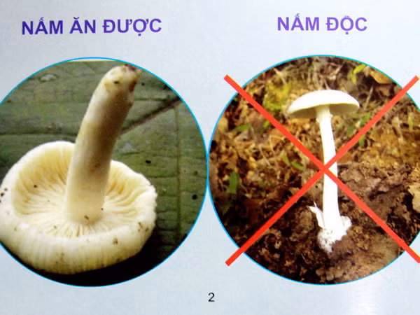 Gia đình 4 người nhập viện vì ngộ độc nấm, cháu bé 4 tuổi tử vong ảnh 1
