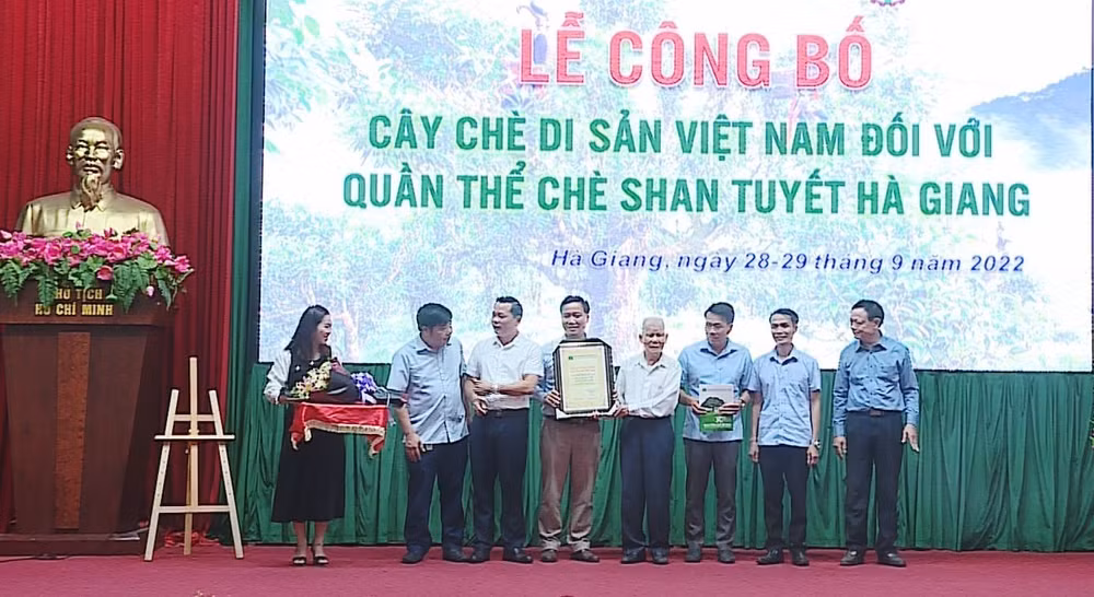 Trên 1.300 cây chè Shan Tuyết được công nhận là Cây Di sản Việt Nam ảnh 1