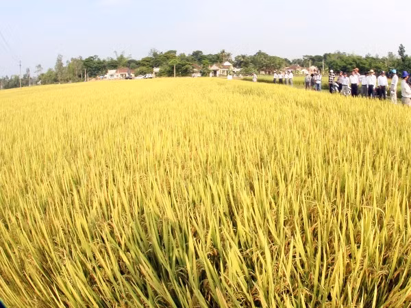 Nông nghiệp ứng dụng công nghệ cao: Đói vốn trung, dài hạn ảnh 1