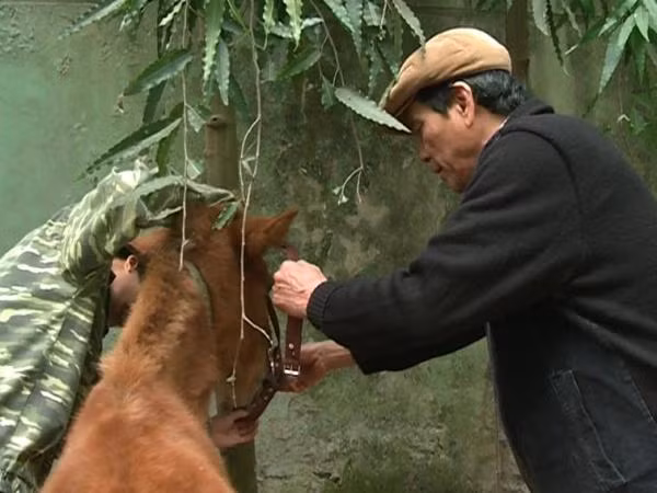 Người thầy dành cả đời cho những màn xiếc ngựa ảnh 1