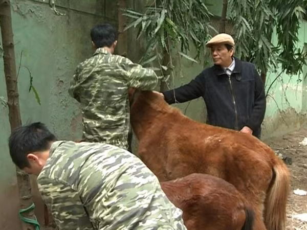 Người thầy dành cả đời cho những màn xiếc ngựa ảnh 2