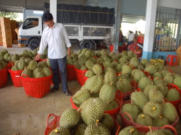 Sầu riêng mang kỳ vọng đột phá về xuất khẩu trái cây Việt Nam ảnh 2