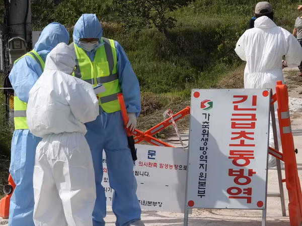  Hàn Quốc đã phát hiện thêm một ổ dịch cúm gia cầm H5N8 ảnh 1