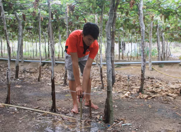 Ninh Thuận: Cây trái xanh mướt mùa khô hạn nhờ hệ thống tưới tự động ảnh 2