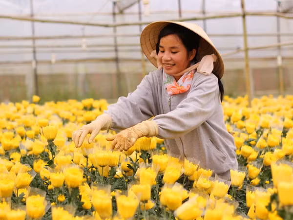 Sau mưa lớn, Lâm Đồng lại dốc sức cho vụ hoa Tết ảnh 1