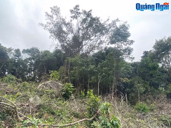 Quảng Ngãi: Làm rõ tổ chức, cá nhân phá rừng KfW6 để mở đường ảnh 1