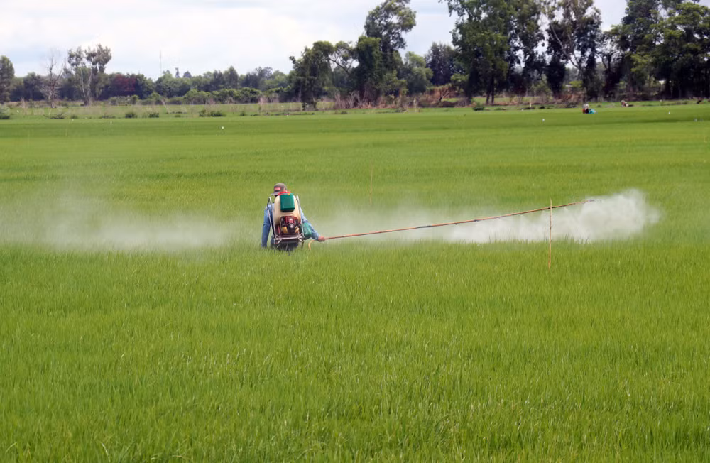 Khuyến cáo về thời gian kết thúc xuống giống lúa vụ Thu Đông ảnh 1