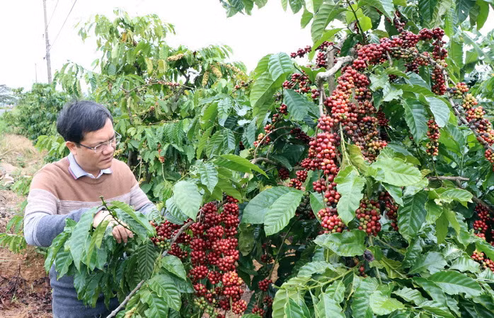 Thương mại Việt Nam và Cuba: Nhiều dư địa tăng trưởng ảnh 2