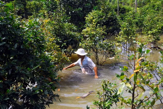 Triều cường xô vỡ đê bao sông Sài Gòn, nhấn chìm 50.000 gốc mai ảnh 1