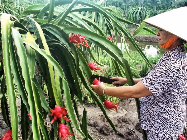 Giá thanh long tại Tiền Giang tăng mạnh, người trồng lãi lớn ảnh 1