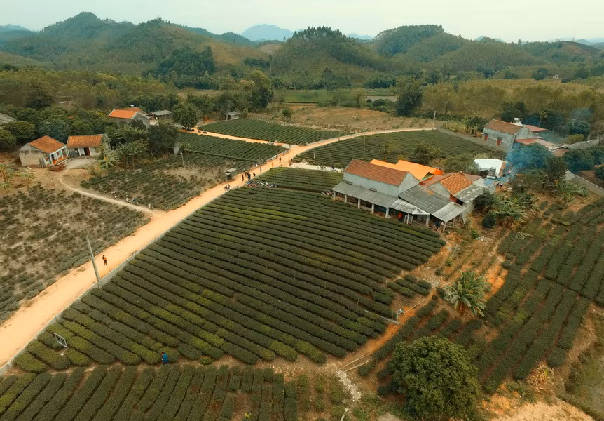Đến Bắc Giang, thưởng thức đặc sản chè bản Ven-Yên Thế ảnh 2