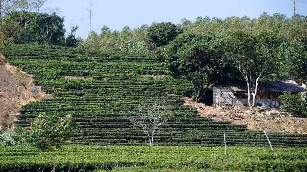 Đến Bắc Giang, thưởng thức đặc sản chè bản Ven-Yên Thế ảnh 3