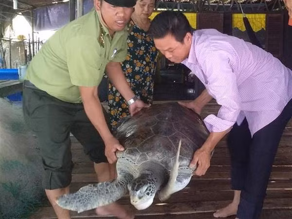 Cà Mau: Thả một cá thể rùa biển trong Sách đỏ về tự nhiên ảnh 1