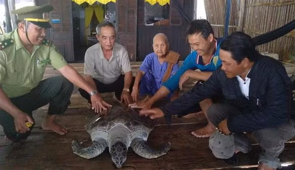 Cà Mau: Thả một cá thể rùa biển trong Sách đỏ về tự nhiên ảnh 2