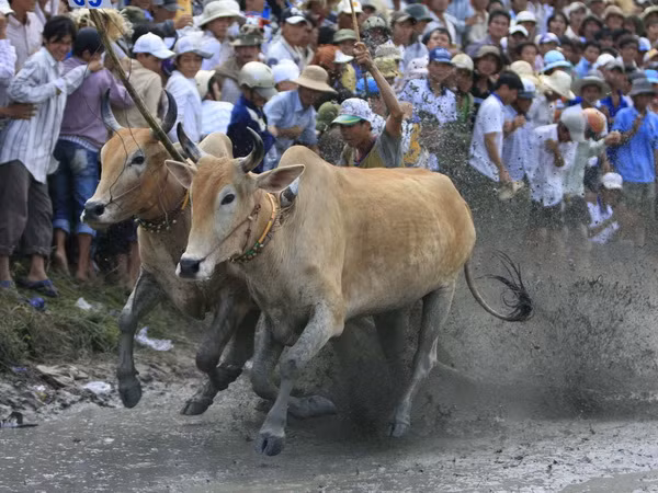 Thăm và tặng quà đồng bào Khmer Sóc Trăng nhân Lễ Sen Dolta ảnh 1